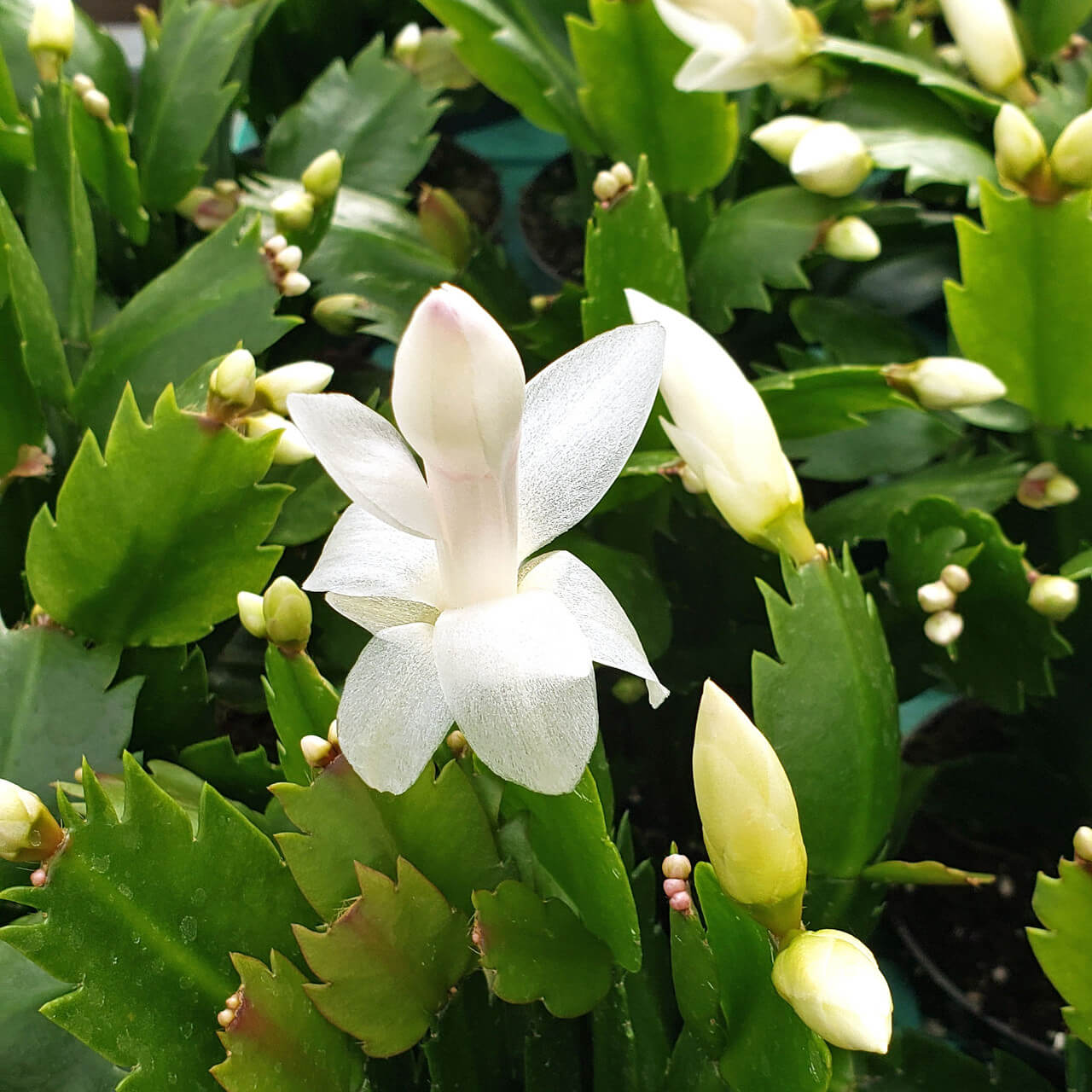 Multicolor Schlumbergera Seeds