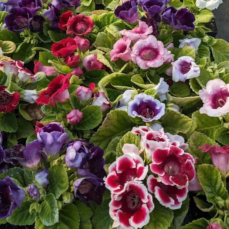 multi colour Gloxinia Flower Seeds