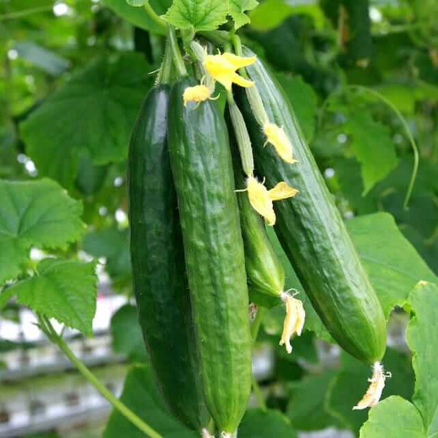 Muncher cucumber seeds - Vegetable Plant