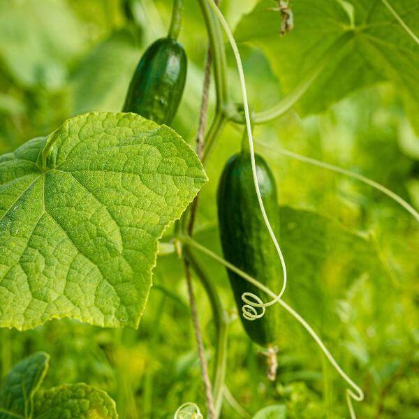 Muncher cucumber seeds - Vegetable Plant