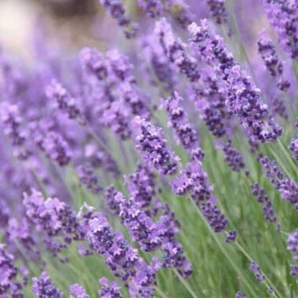 Munstead Lavender Seeds - Flower Plant