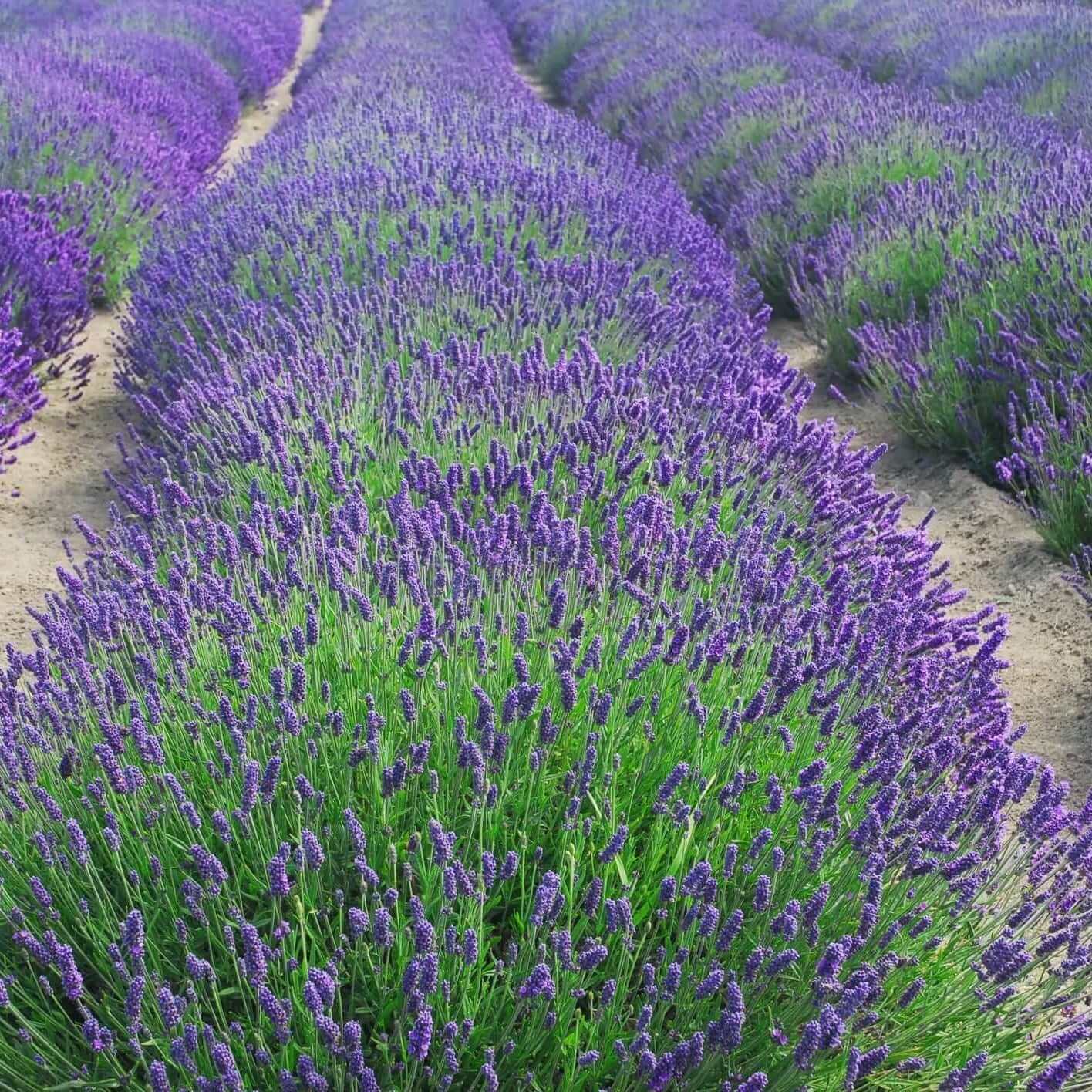 Munstead Lavender Seeds - Flower Plant
