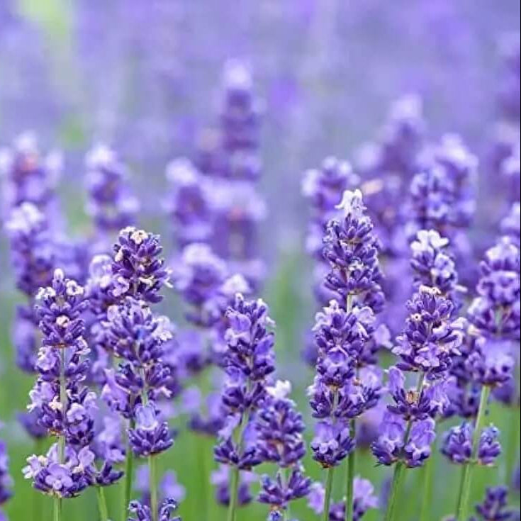 Munstead Lavender Seeds - Flower Plant