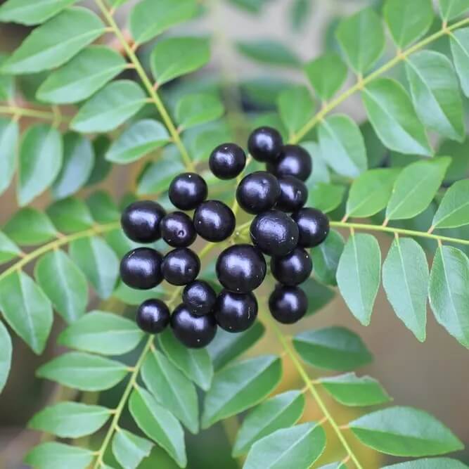 Murraya Koenigii Curry Leaf Seeds