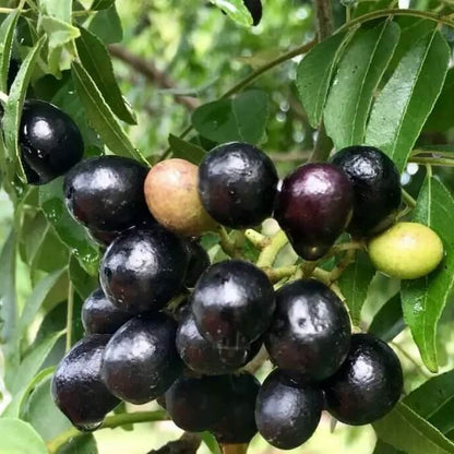 Murraya Koenigii Curry Leaf Seeds