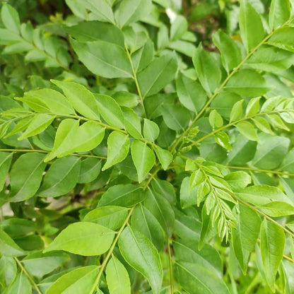 Murraya Koenigii Curry Leaf Seeds