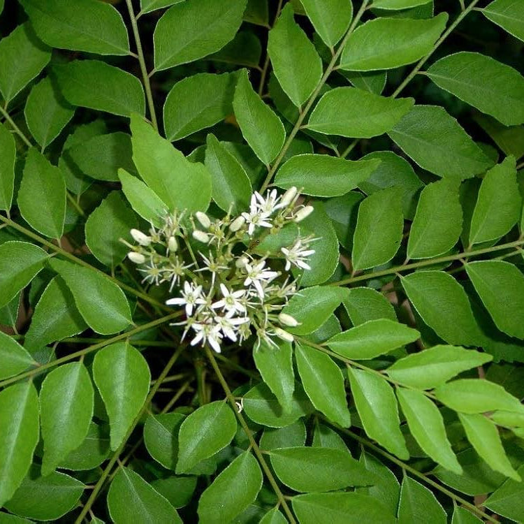 Murraya Koenigii Curry Leaf Seeds