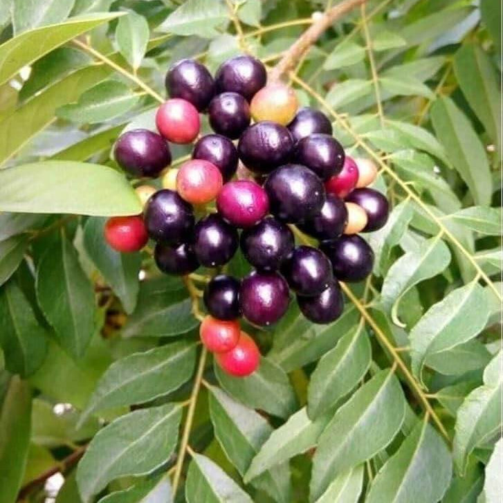 Murraya Koenigii Curry Leaf Seeds