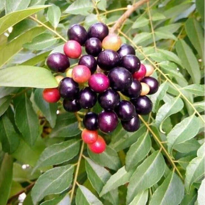 Murraya Koenigii Curry Leaf Seeds