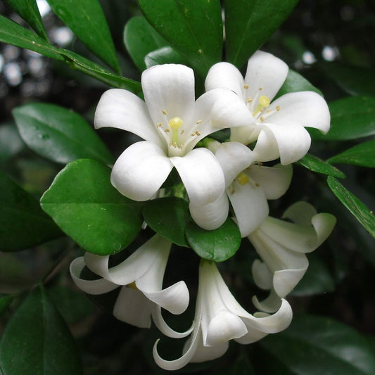 Murraya Paniculata  Seeds