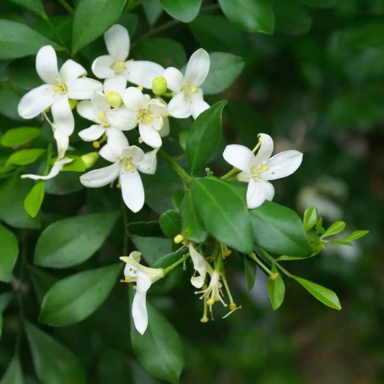 Murraya Paniculata  Seeds