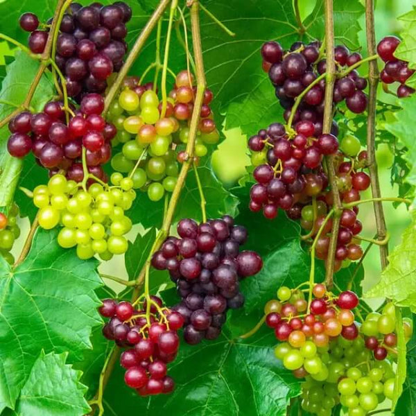 Muscadine Grape Seeds - Fruit Plant