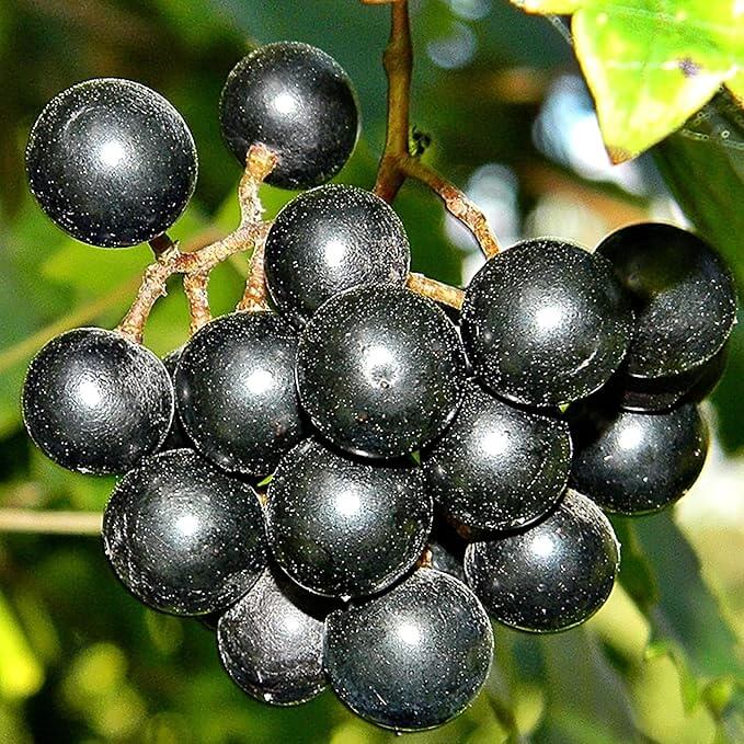 Muscadine Grape Seeds - Fruit Plant