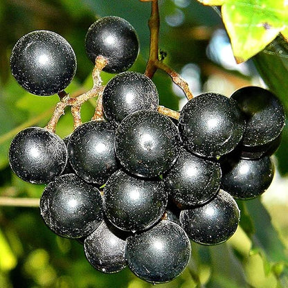 Muscadine Grape Seeds - Fruit Plant