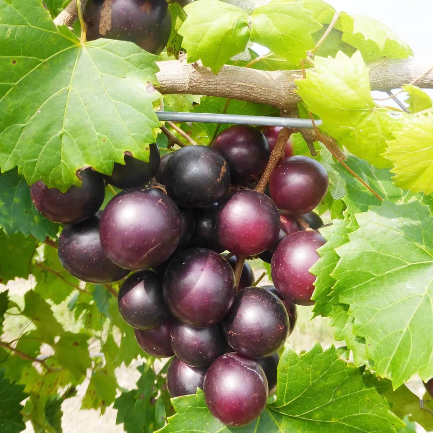 Muscadine grape seeds - Fruit Plant