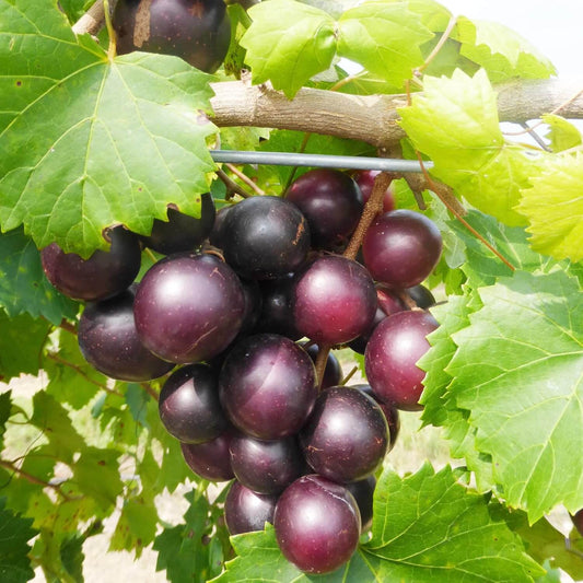 Muscadine grape seeds - Fruit Plant