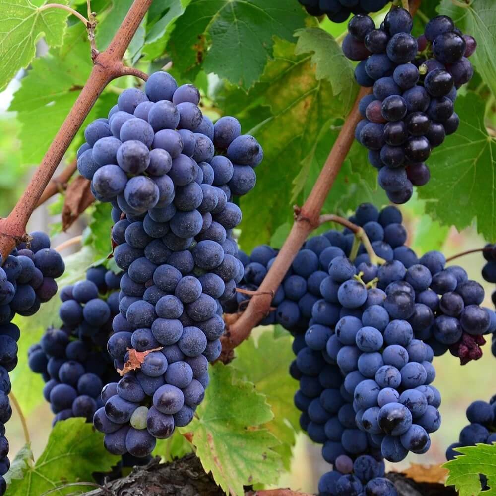 Muscat Grape Seeds