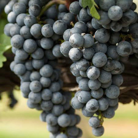 Muscat Grape Seeds
