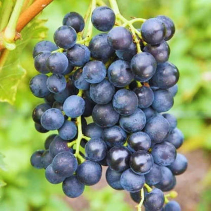 Muscat Grape Seeds