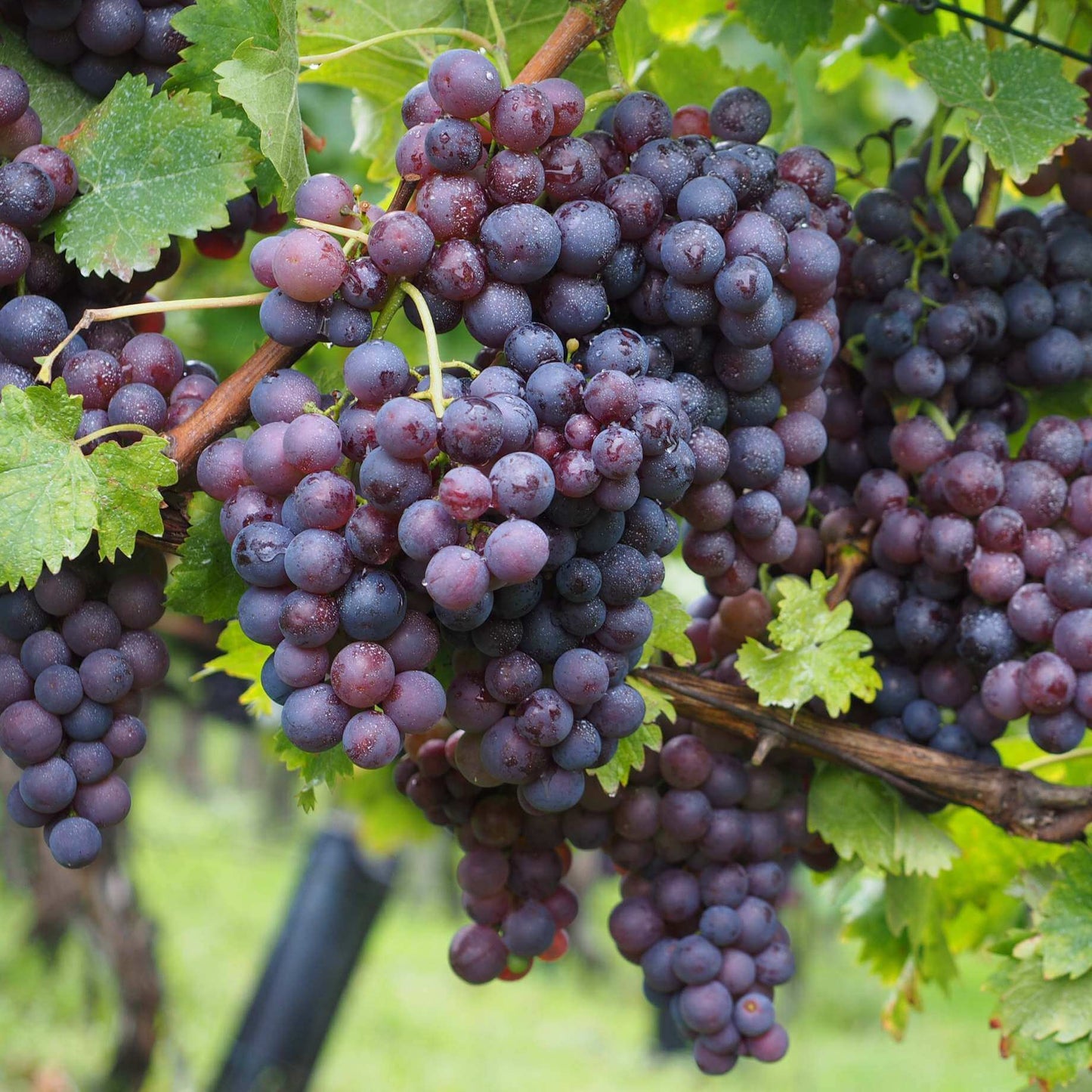 Muscat Grape Seeds