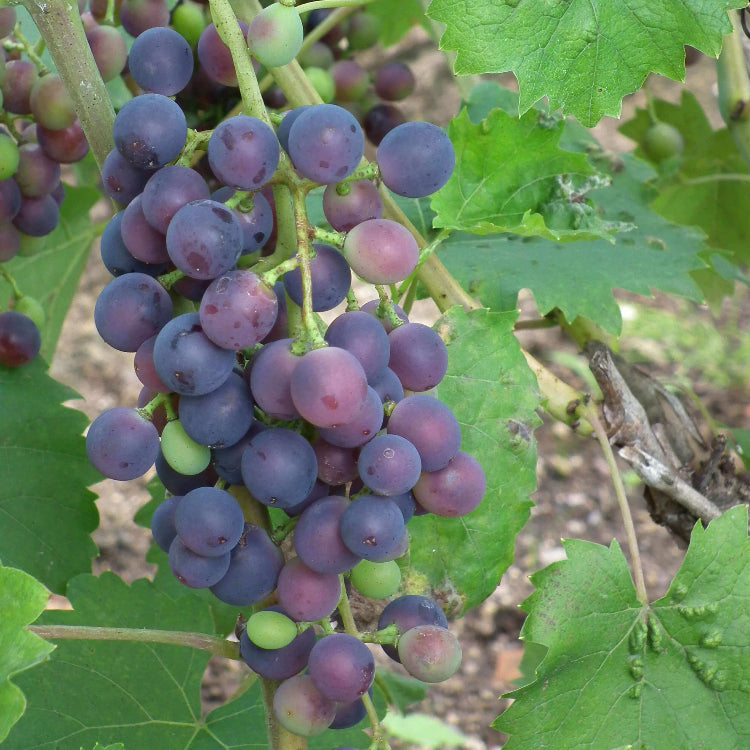 Muscat Grape Seeds