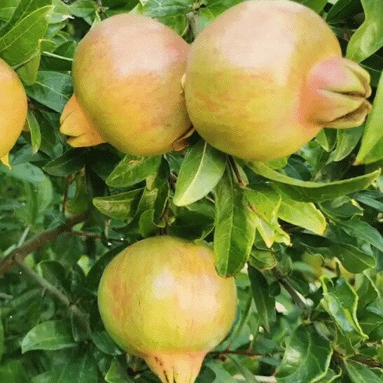 Muscat White Pomegranate Seeds