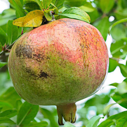 Muscat White Pomegranate