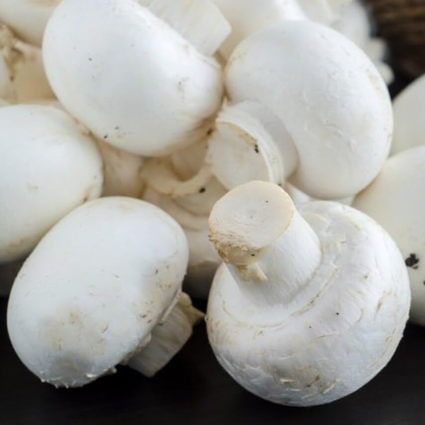 Mushroom seeds - Vegetable Plant