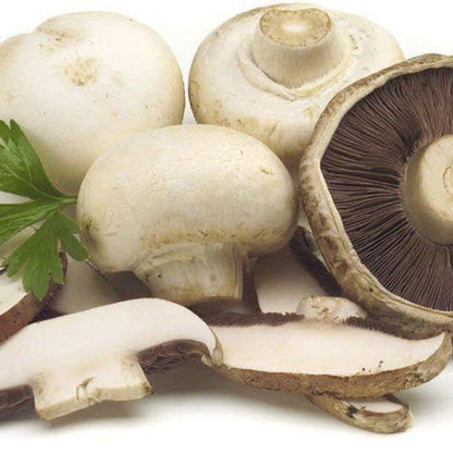 Mushroom seeds - Vegetable Plant