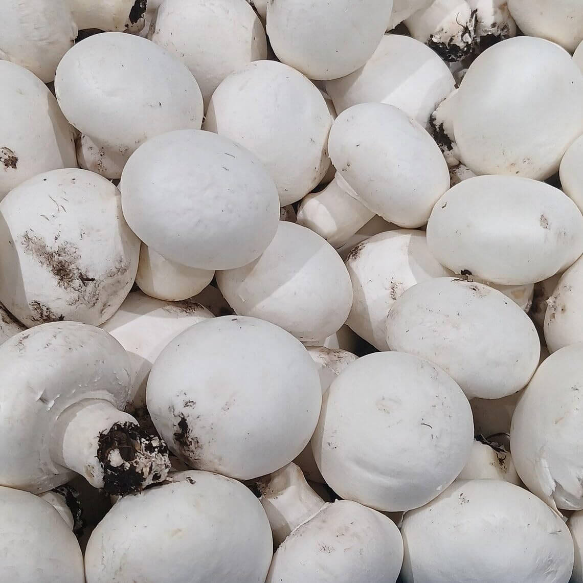 Mushroom seeds - Vegetable Plant