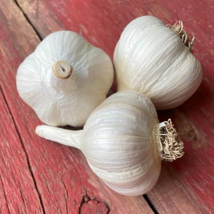 Music garlic seeds - Vegetable Plant