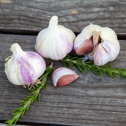 Music garlic seeds - Vegetable Plant