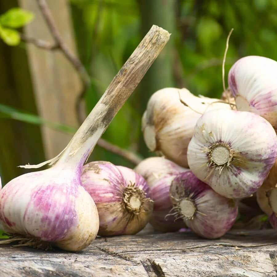 Music garlic seeds - Vegetable Plant