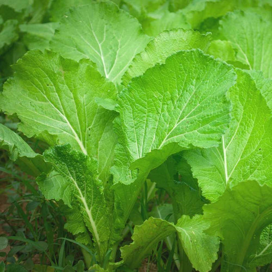 Mustard Green Seeds - Vegetable Plant 