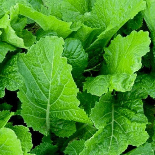 Mustard Green Seeds - Vegetable Plant 