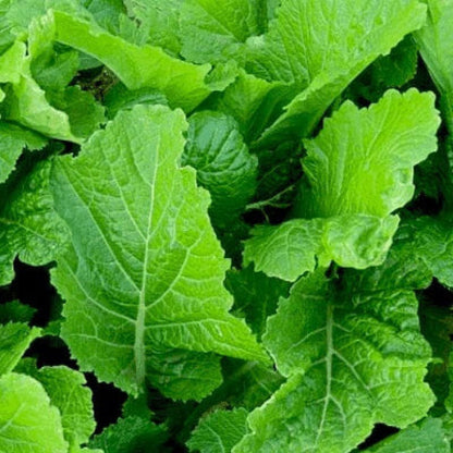 Mustard Green Seeds - Vegetable Plant 