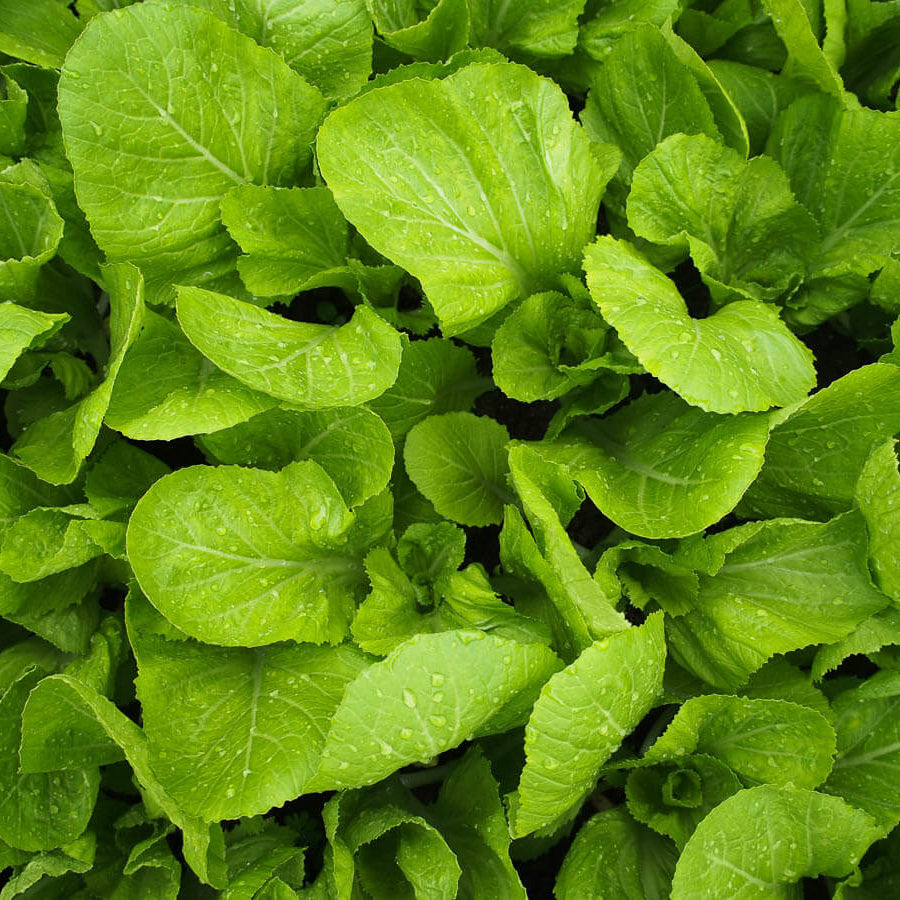 Mustard Green Seeds - Vegetable Plant 