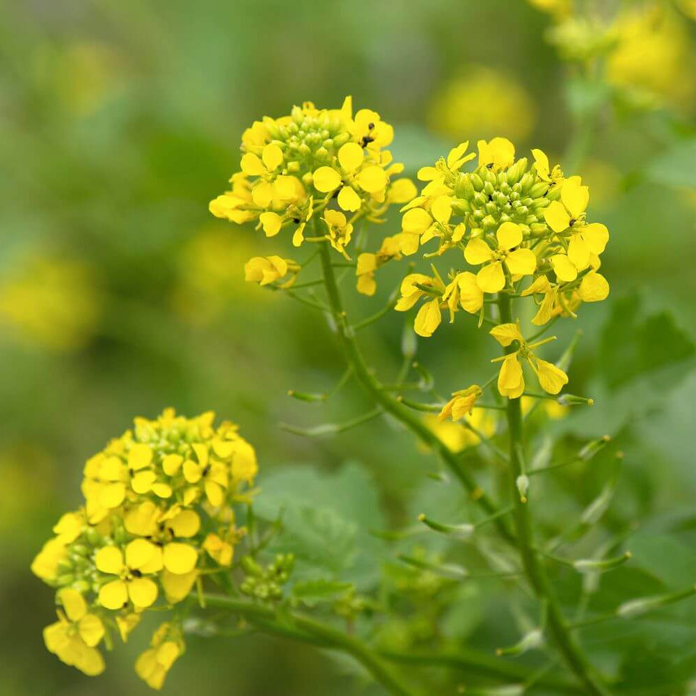 Mustard Seeds - Herbal Plant for Home Gardens