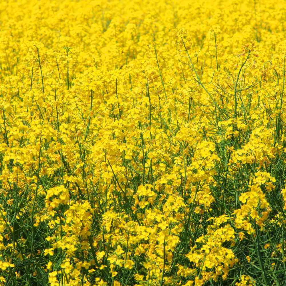 Mustard Seeds - Herbal Plant for Home Gardens
