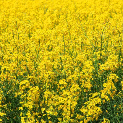 Mustard Seeds - Herbal Plant for Home Gardens