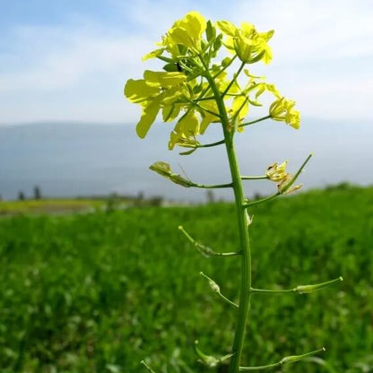 Mustard Seeds - Herbal Plant for Home Gardens