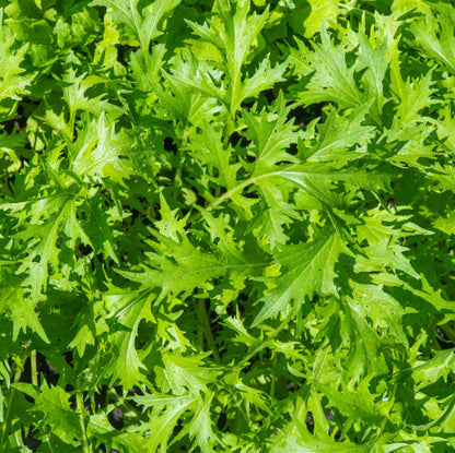 Mustard Wasabina Seeds - Heirloom Vegetable Plant for Home Gardens
