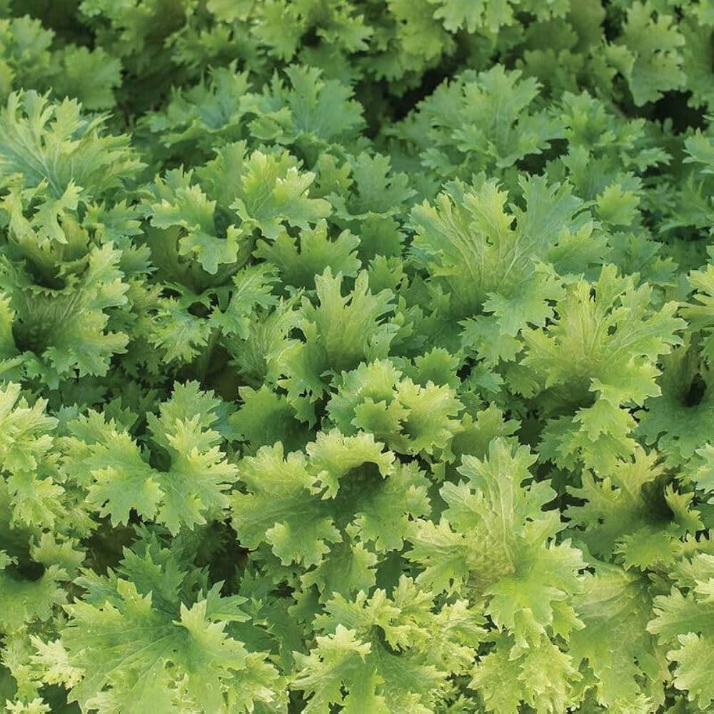 Mustard Wasabina Seeds - Heirloom Vegetable Plant for Home Gardens