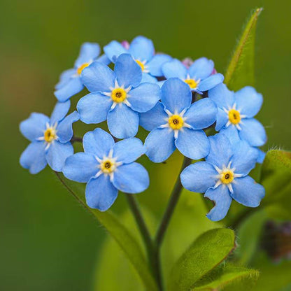 Myosotis Alpestris Seeds - Heirloom Flower Plant for Home Gardens