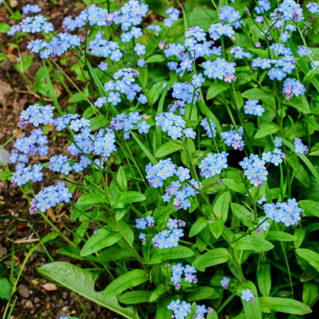 Myosotis Alpestris Seeds - Heirloom Flower Plant for Home Gardens