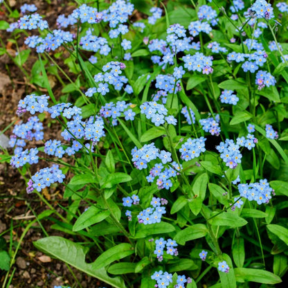 Myosotis Alpestris Seeds - Heirloom Flower Plant for Home Gardens