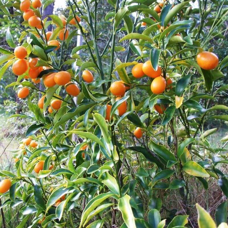 Nagami Kumquat Seeds
