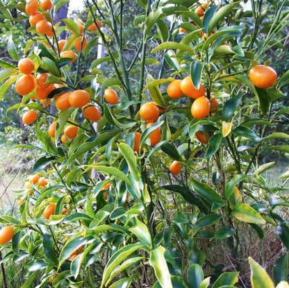 Nagami Kumquat Seeds
