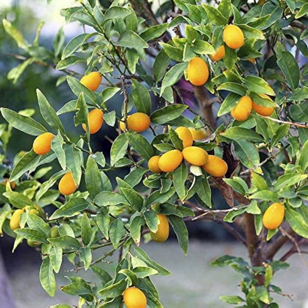 Nagami Kumquat Seeds