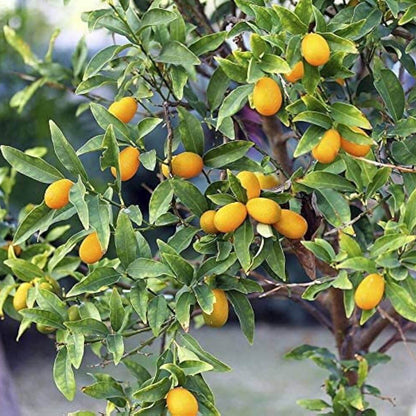 Nagami Kumquat Seeds